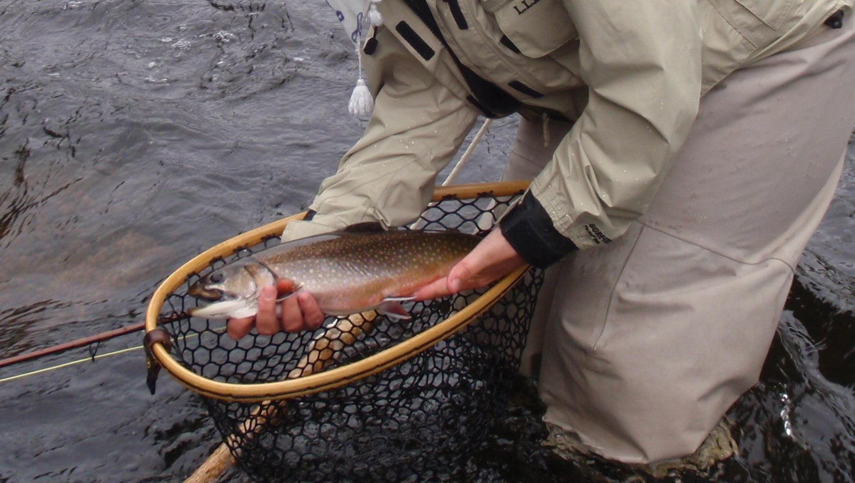 early season brook trout caught while fly fishing in the rangeley maine area