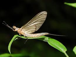 mayfly at a maine fly shop