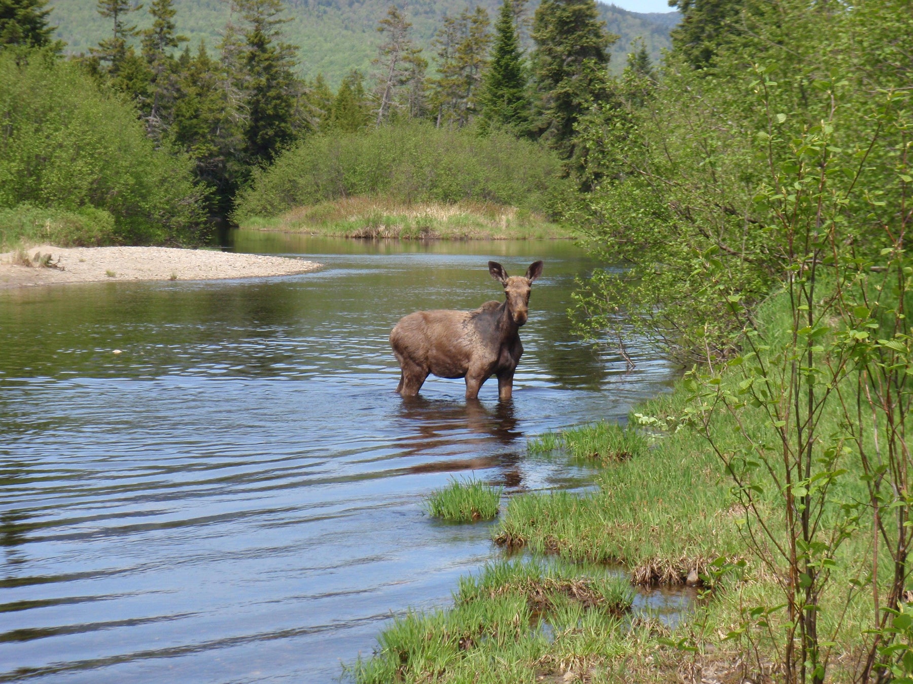 moose on the kennebago river while doing some maine fly fishing