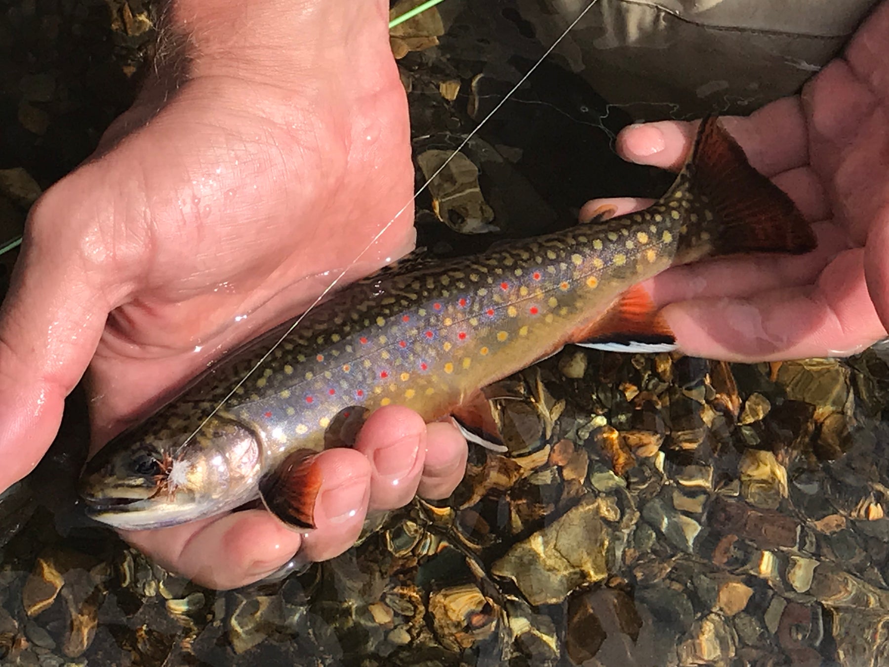 native brook trout from a small stream in rangeley maine