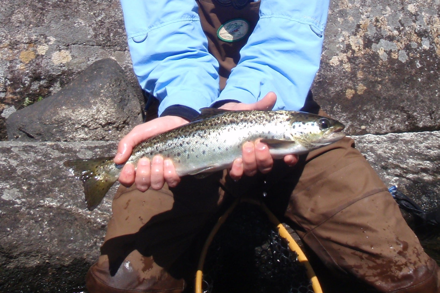 magalloway river landlocked salmon from the maine fly shopp