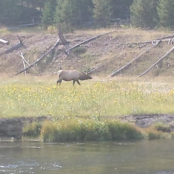 elk in blog from a maine fly shop