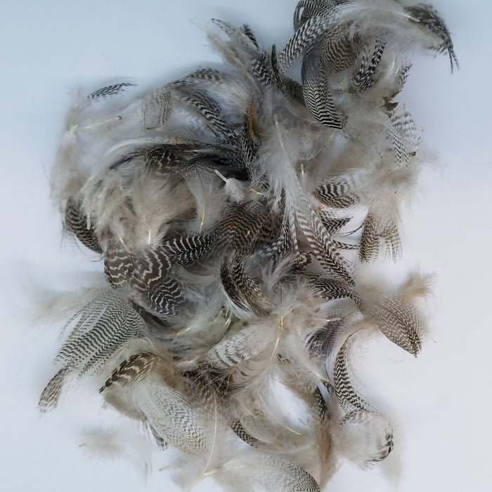 a bunch of teal flank feathers with naturally dark barring.