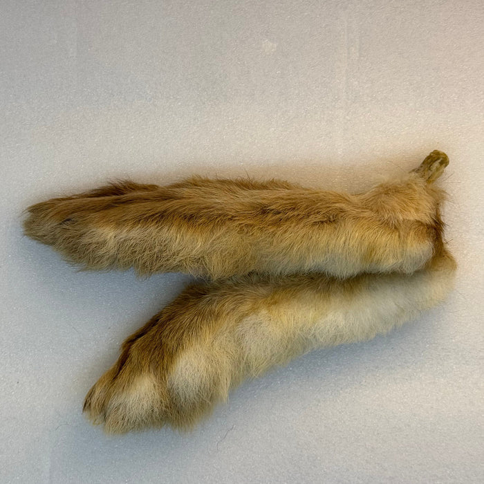 Bleached colored Hare's feet on white background