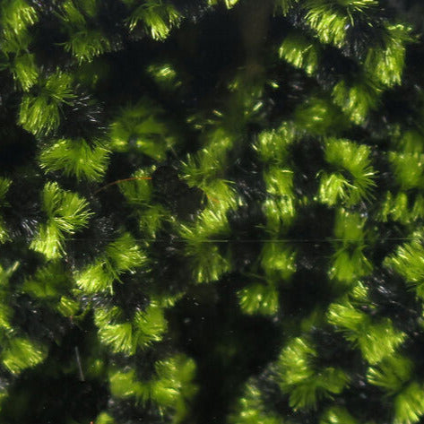 Close up of small Variegated Black Olive Stonefly Chenille