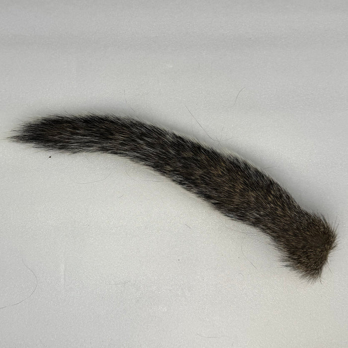 Natural Gray colored Squirrel Tail on white background