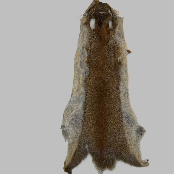 Squirrel skin vertically photographed