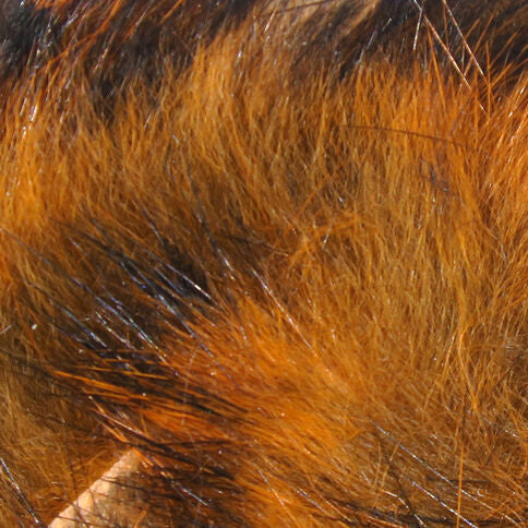 close up of crawfish orange barred rabbit strips