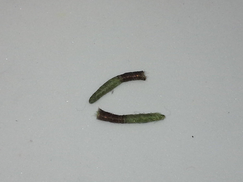 pupa bodies at a maine fly shop