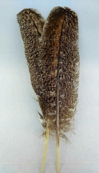 a pair of mottled turkey feathers useful for fly tying