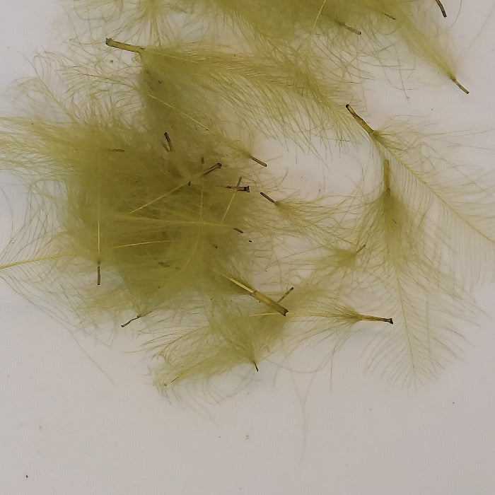Nature's Spirit CDC