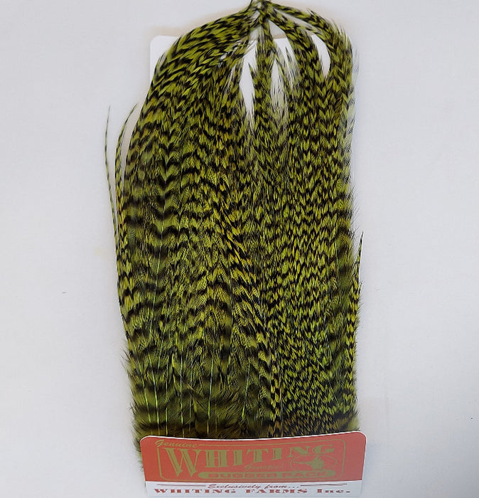 A Whiting Farms grizzly dyed olive Bugger Pack