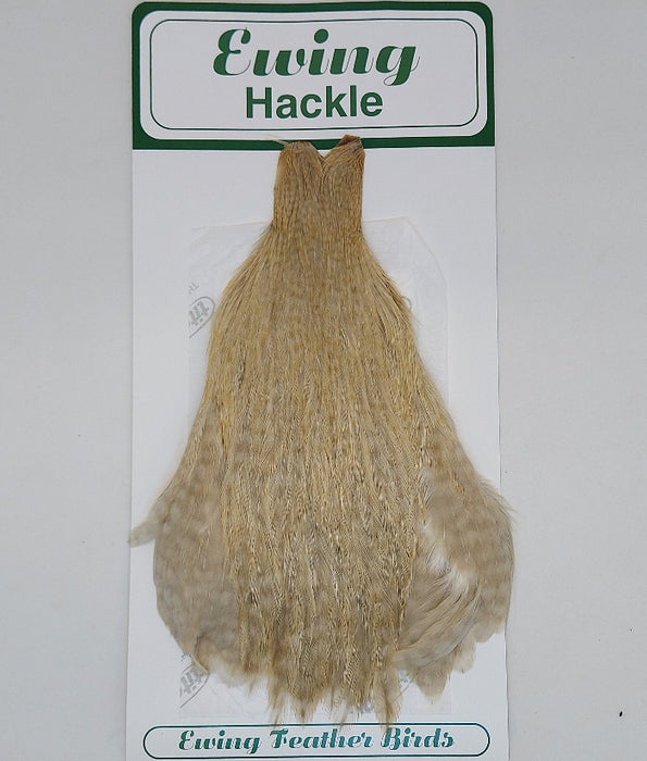 Ewing hen cape light