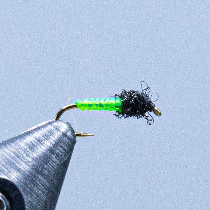 green rock worm at a maine fly shop