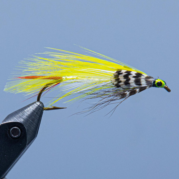 colonel bates streamer fly with silver body, red tail, yellow feather wing ad striped cheek at a maine fly shop