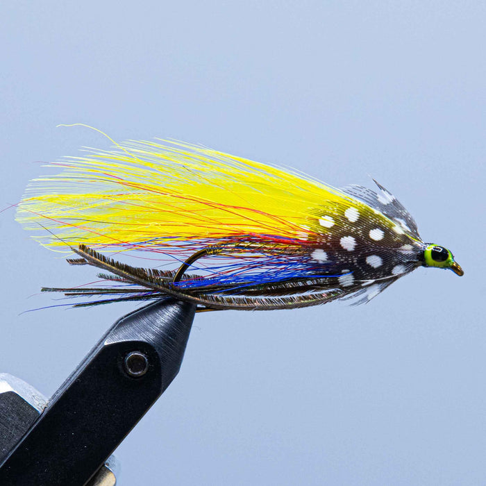 footer special fly has blue and red bucktail and peacock lower wing, yellow feather wing, and guinea fowl cheek, at a maine fly shop