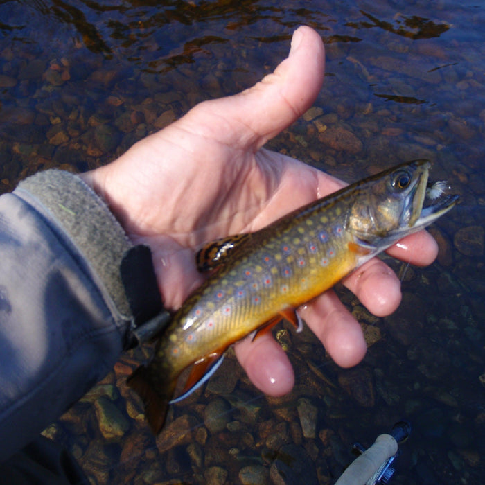 native brook trout from a river in rangeley area of maine