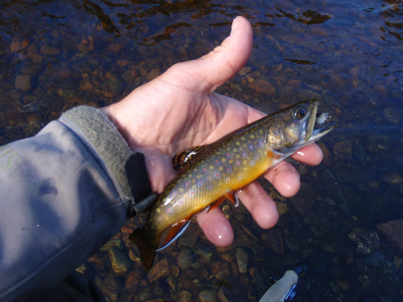 native brook trout from a river in rangeley area of maine