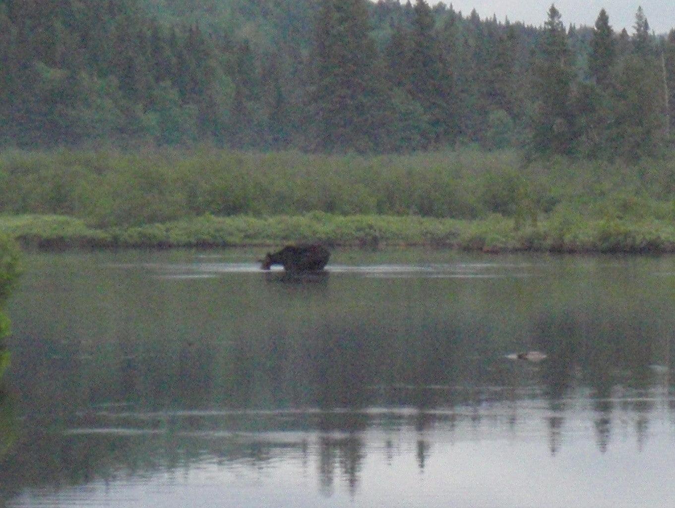 moose from rangeley maine while maine fly fishing