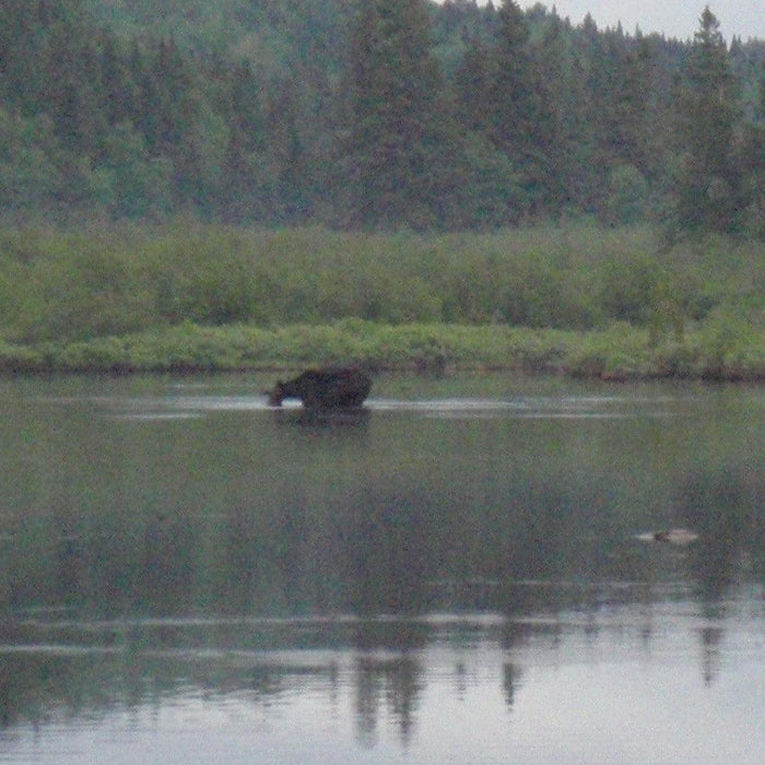 moose from rangeley maine while maine fly fishing