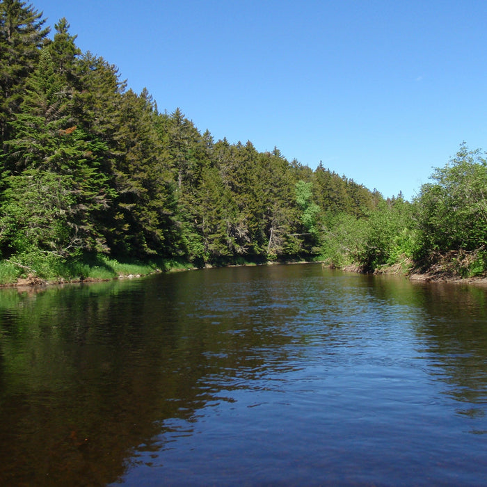 Fishing Report - June 15 2017 - Rangeley Region Sports Shop