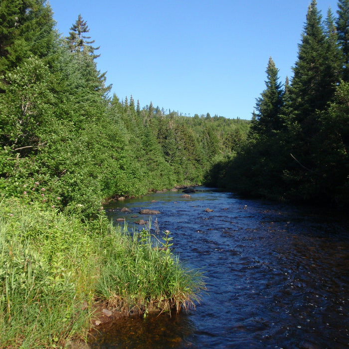 kennebago river taken by the rangeley fly shop