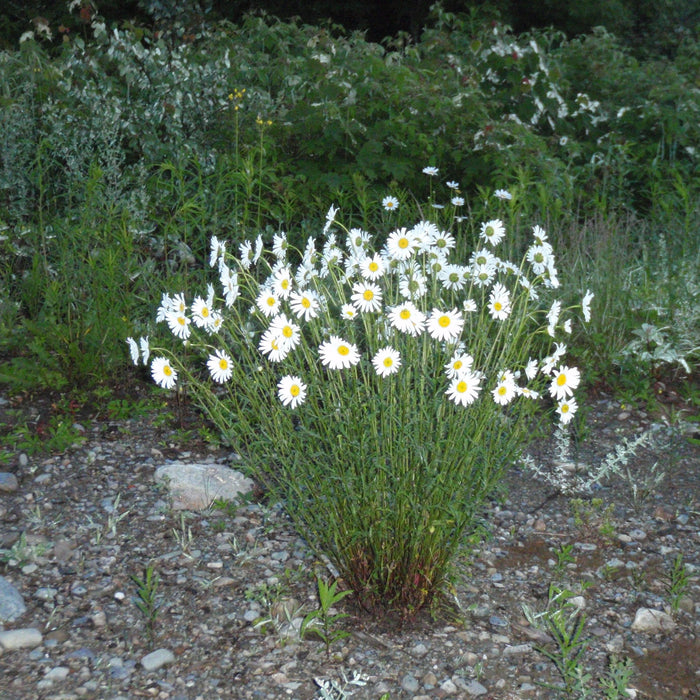 flowers from the maine woods