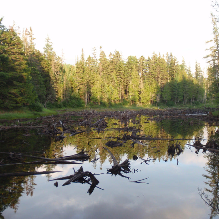 remote pond in the maine woods for maine fly fishing