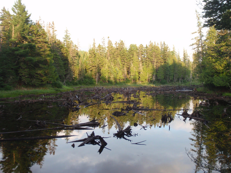remote pond in the maine woods for maine fly fishing