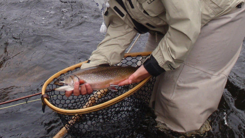 early season brook trout caught while fly fishing in the rangeley maine area