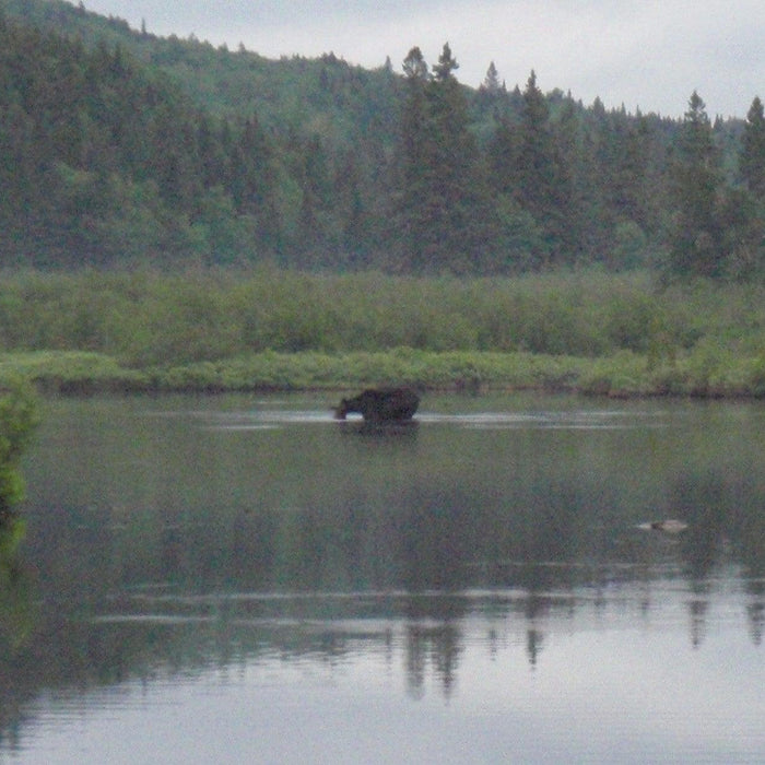 Fishing Report - June 22 2017 - Rangeley Region Sports Shop