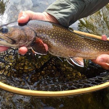 brookie at rangeley maine