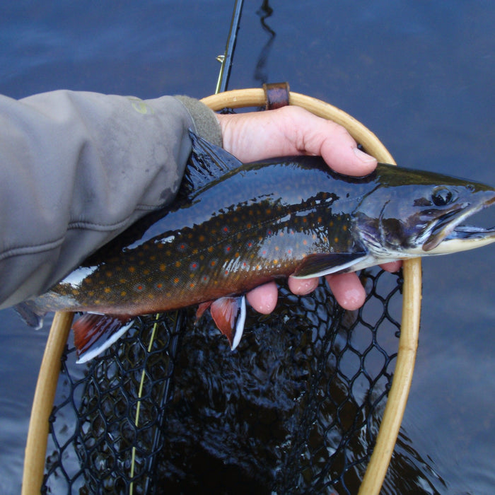 brook trout in the fallwhile maine fly fishing