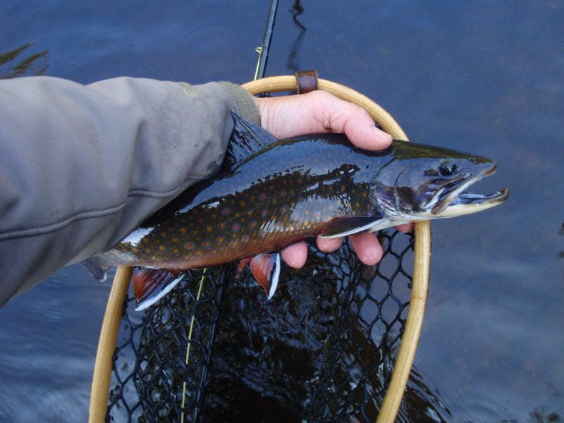 brook trout in the fallwhile maine fly fishing