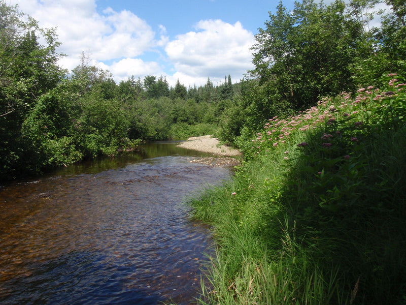 Rangeley Region Fishing Report - August 7, 2020 - Rangeley Region Sports Shop