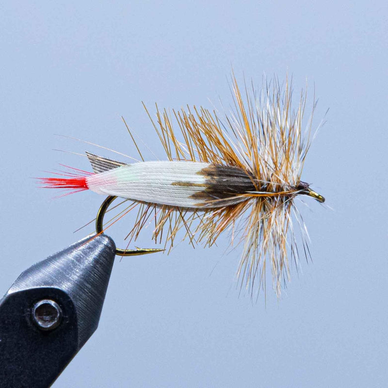 joes hopper at a maine fly shop