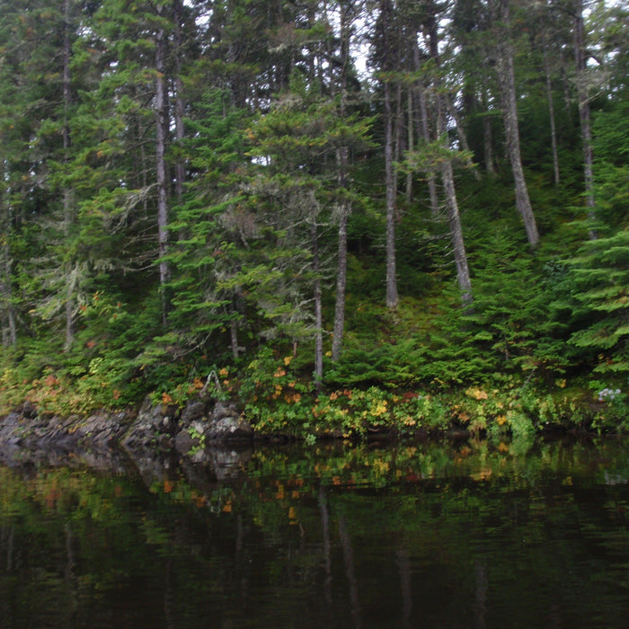 steep bank pool on the kennebago river from a maine fly shop