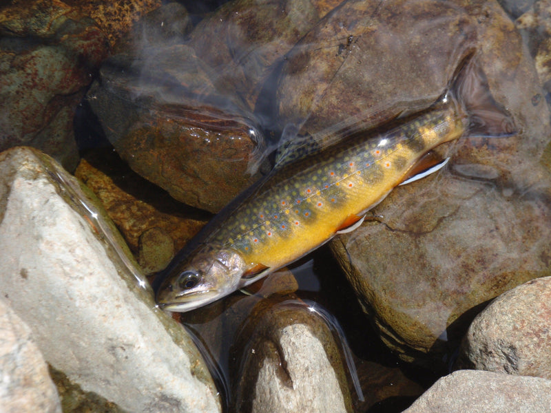 small stream brook trout at a maine fly shop