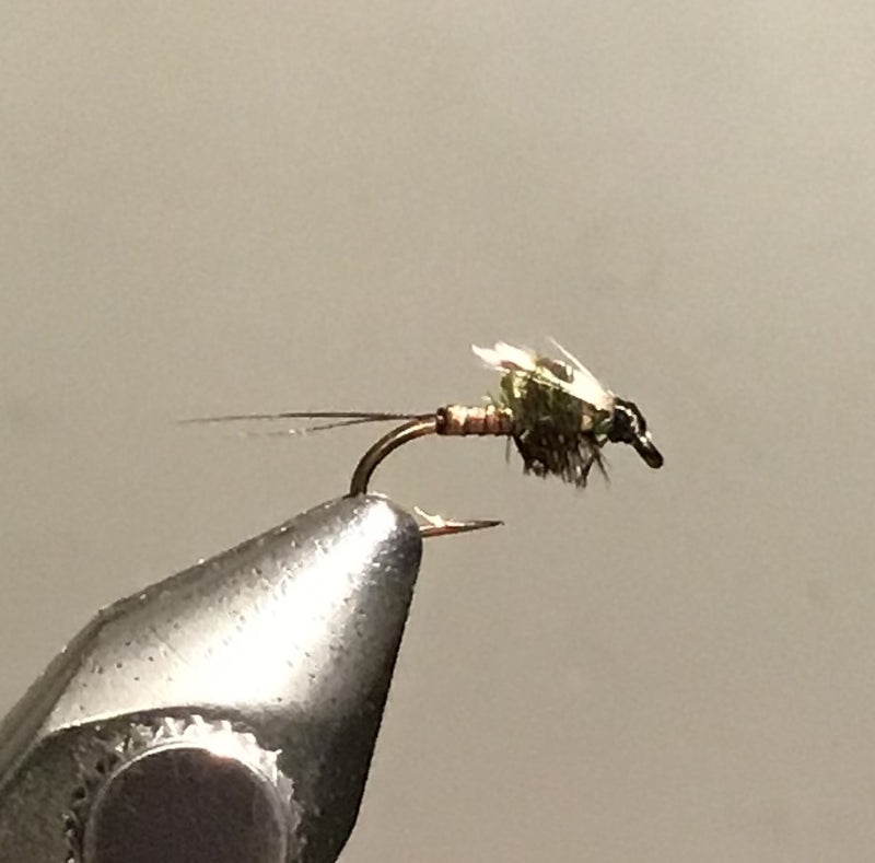 emergent misquito maine fly shop