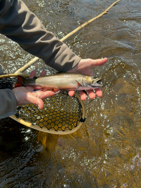 rangeley brook trout