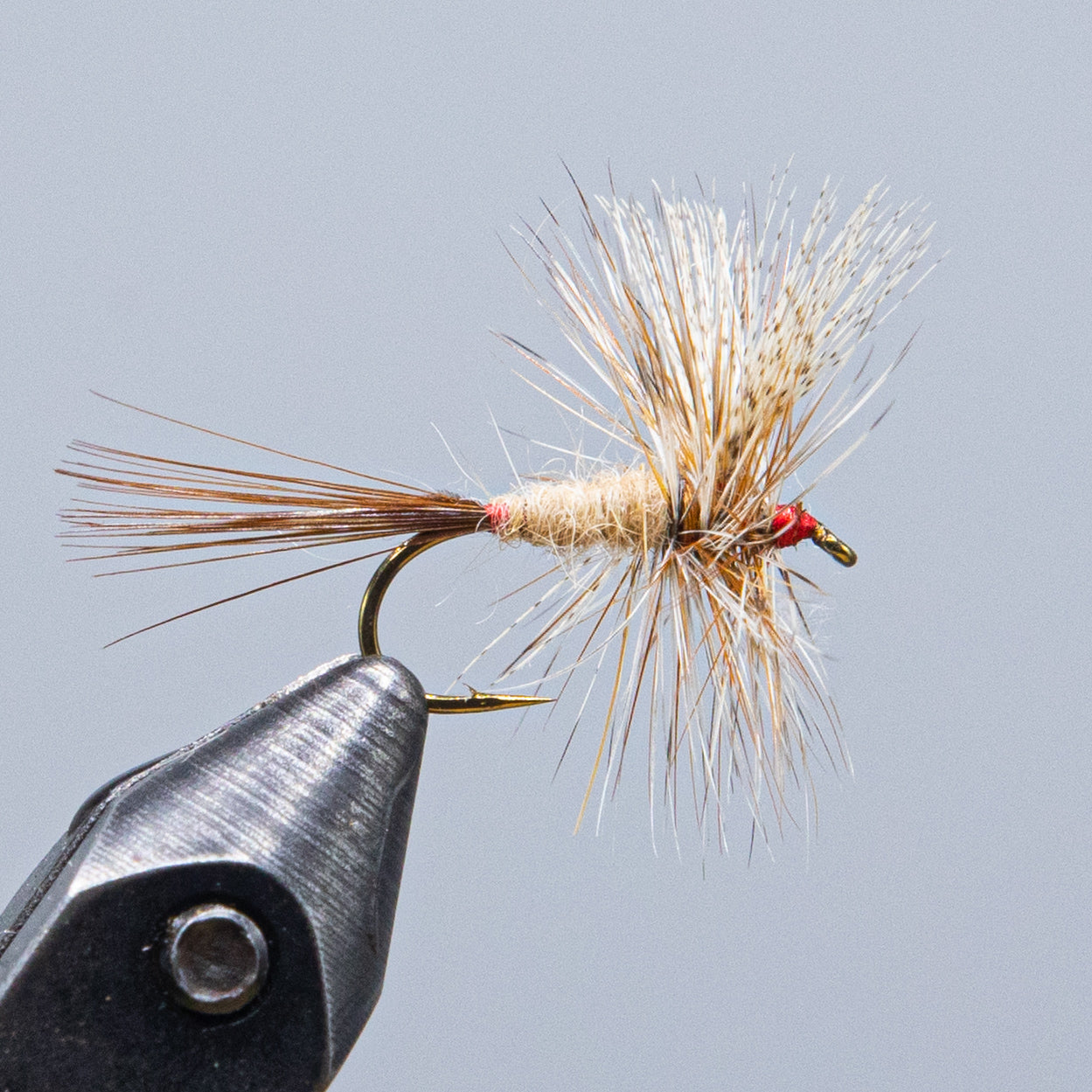 march brown at a maine fly shop