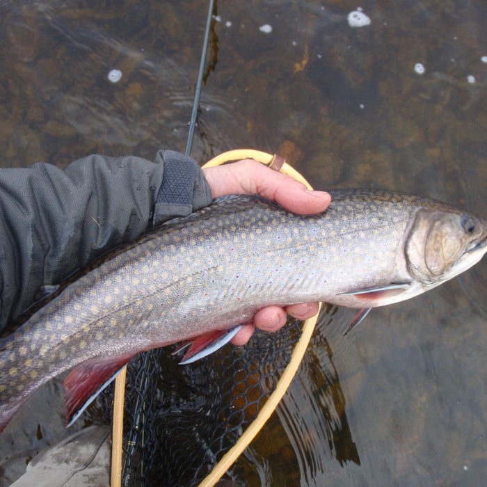 an early season brook trout from the magalloway river near rangeley maine
