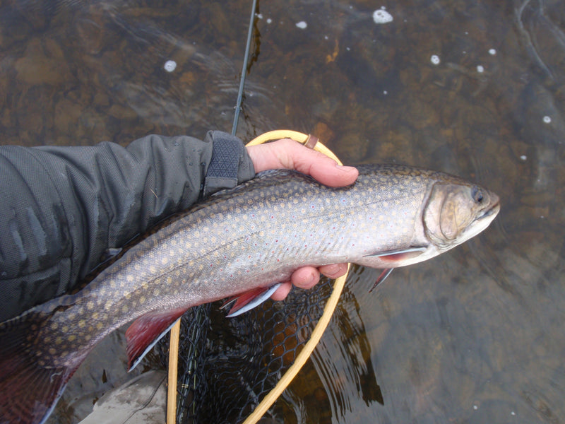 an early season brook trout from the magalloway river near rangeley maine