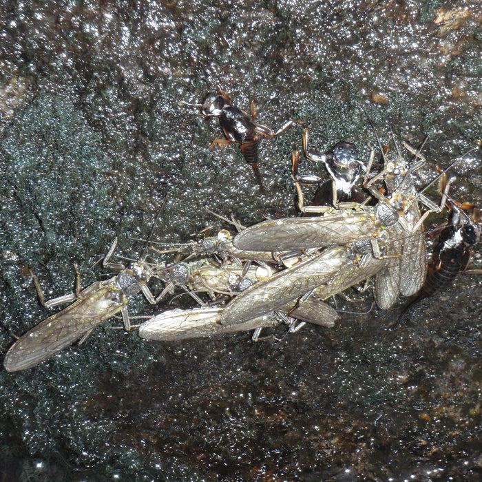 stoneflies from a maine river