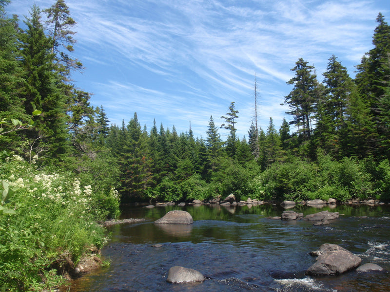 Fishing Report - August 1, 2019 - Rangeley Region Sports Shop