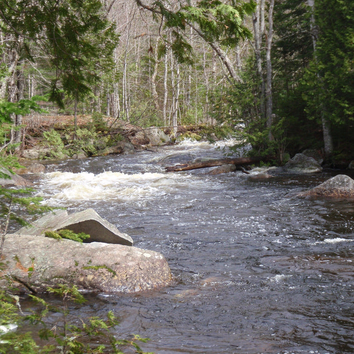 spring flowing river at a maine fly shop