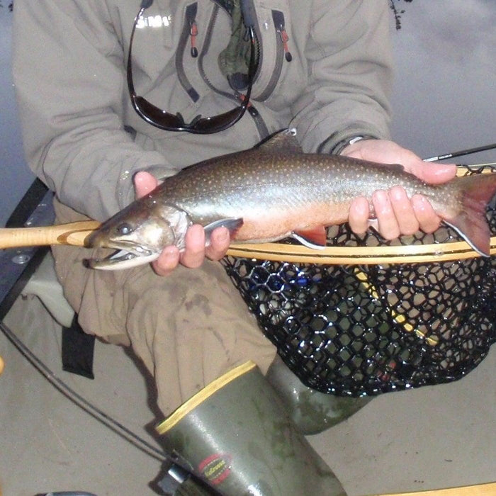 brook trout from a small pond while miane fly fishing