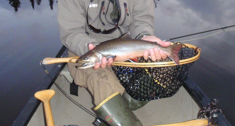 brook trout from a small pond while miane fly fishing