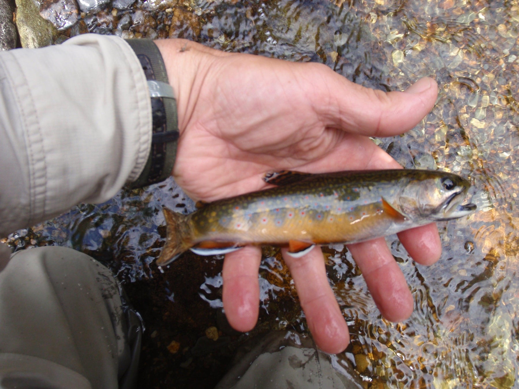 native brook trout from a small river in the rangeley region of maine