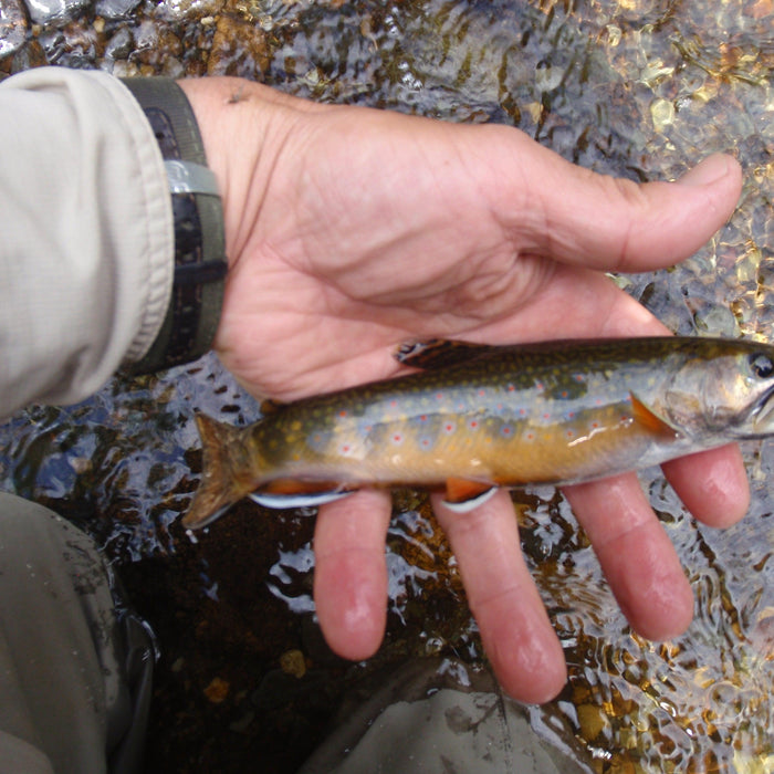 native brook trout from a small river in the rangeley region of maine